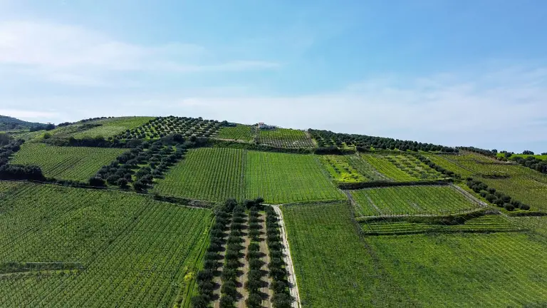 Замовлення зводилось до визначення перспективних ринків збуту шляхом аналітики поточного стану індустрії.